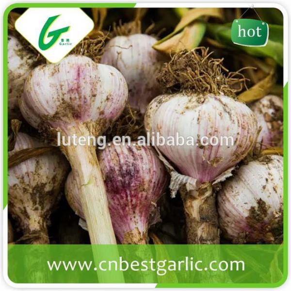 cheap china cheap garlic jinxiang fresh red/normal/pure white garlic factor with low price #4 image
