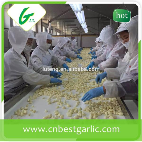 Best peeled garlic price in china for the European market #1 image