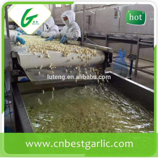 Best peeled garlic price in china for the European market #5 image