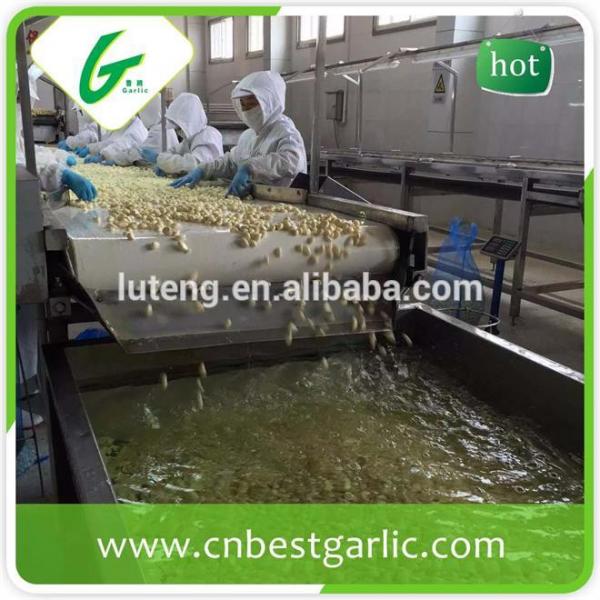 2015 new crop fresh peeled garlic packed in jar factory in jinxiang #1 image