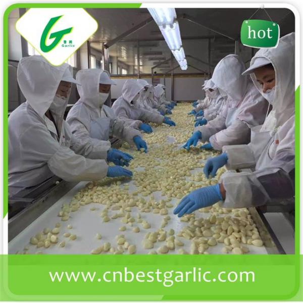 Fresh peeled garlic cloves price #1 image