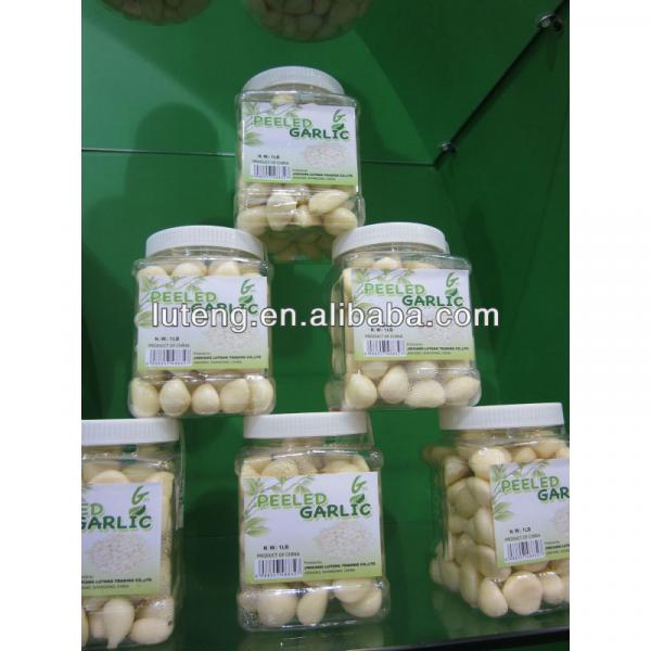 Fresh Peeled Garlic/Garlic Clove-Factory supplying with good price #1 image