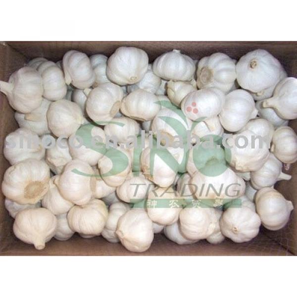 Discount offer for China garlic #1 image