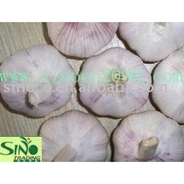 jinxiang garlic #1 image