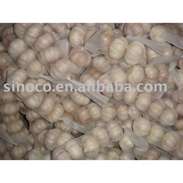 Fresh Chinese Garlic #1 image