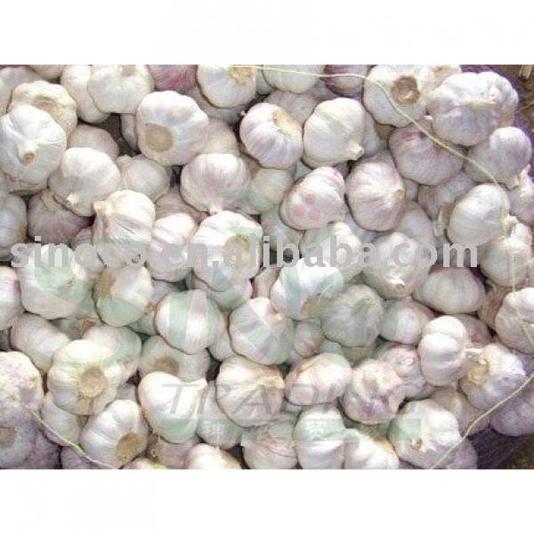 fresh garlic/nornal white garlic/pure white garlic #1 image