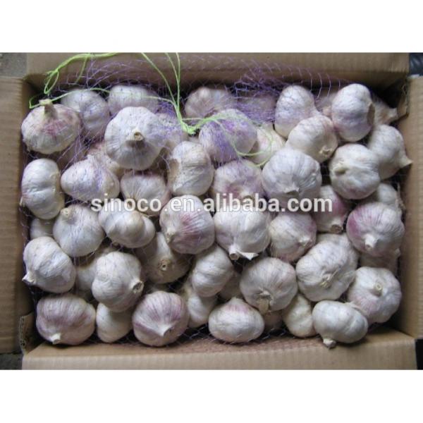 cold store normal white garlic crop 2017 #3 image