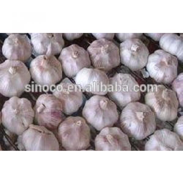 cold store normal white garlic crop 2017 #4 image