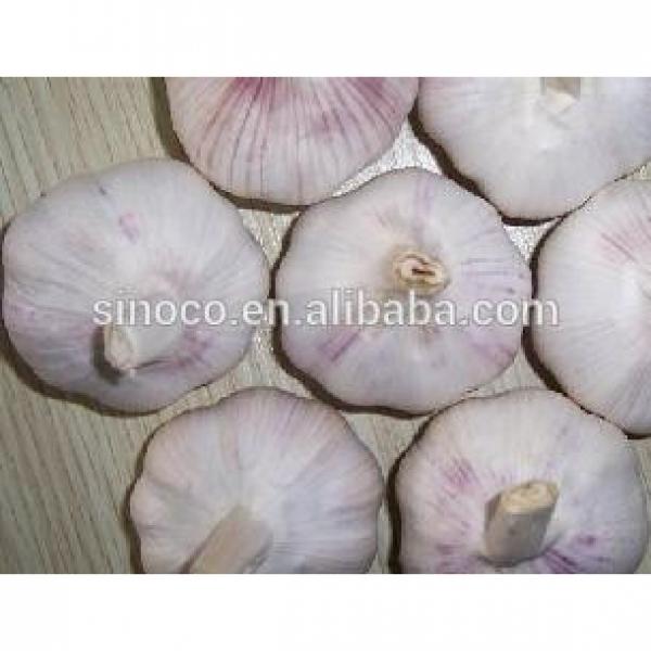 cold store normal white garlic crop 2017 #5 image