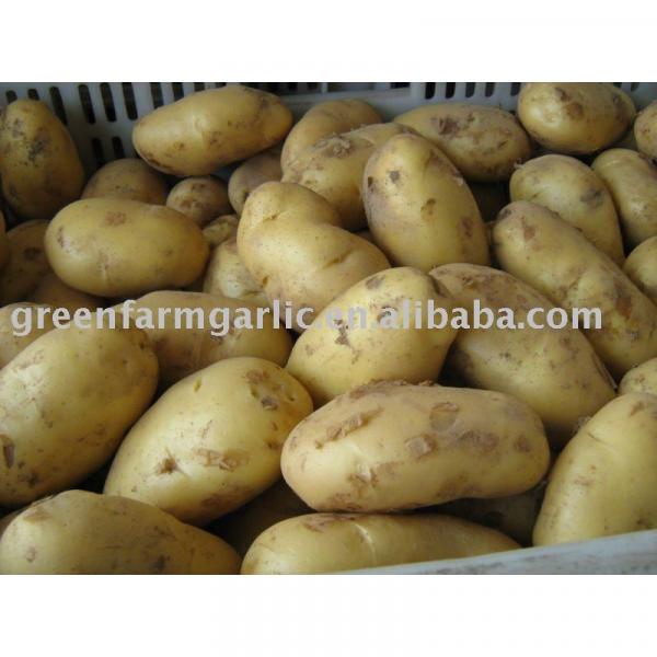 Chinese fresh potato #1 image
