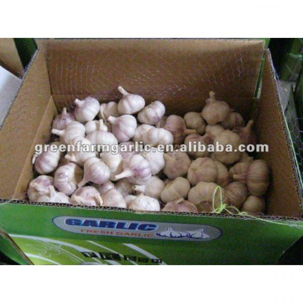 chinese white garlic as lowest price in jining #1 image
