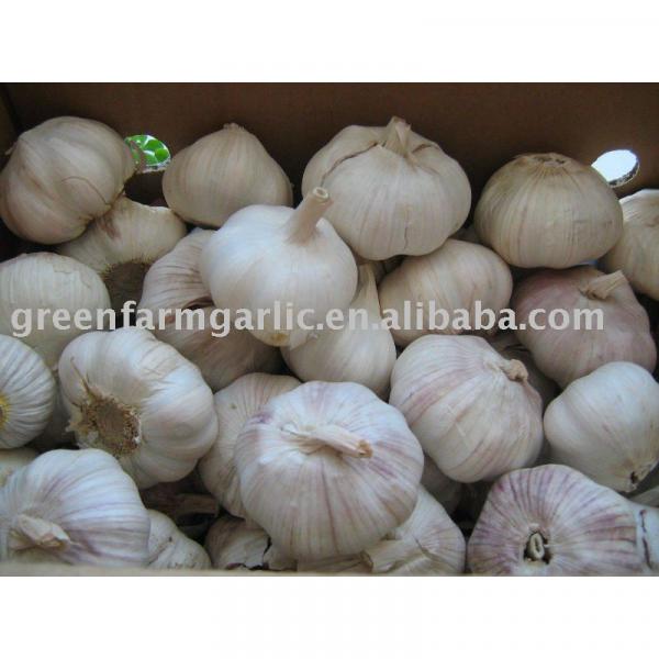 2013 chinese fresh garlic #1 image