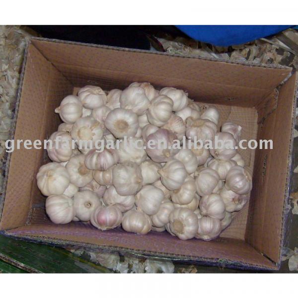2011 chinese jinxiang fresh garlic #1 image