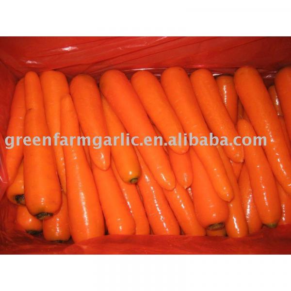 fresh carrot factory #1 image