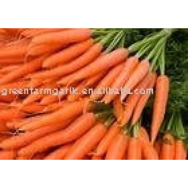 2011 new fresh carrot #1 image