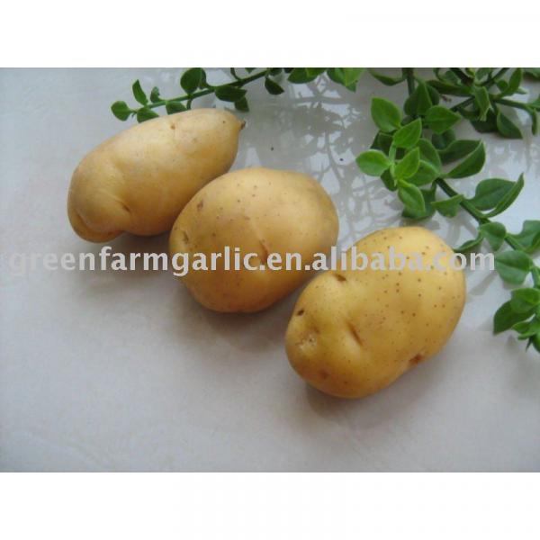 new crop fresh Holland 7 Potato #1 image