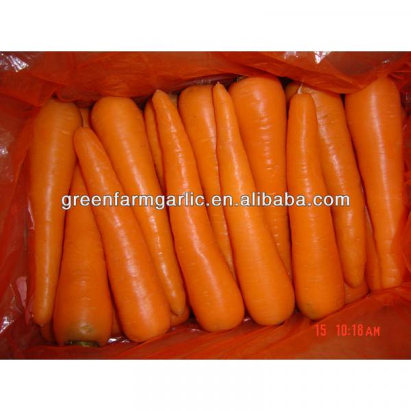 fresh carrot #1 image