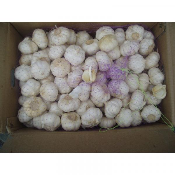 fresh white garlic in jinxiang lowest price #1 image