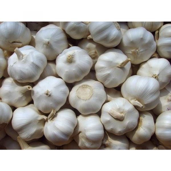 fresh white garlic and red garlic in jinxiang #1 image