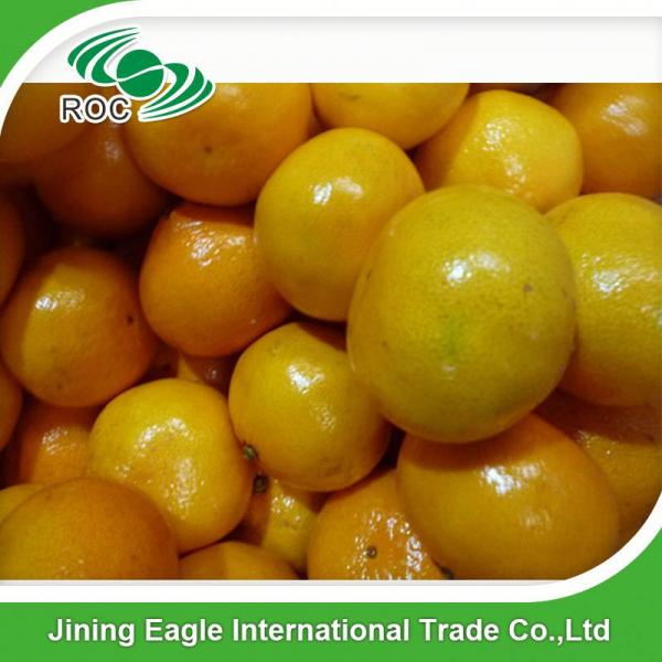 Fresh sweet small nanfeng mandarin orange wholesale #4 image