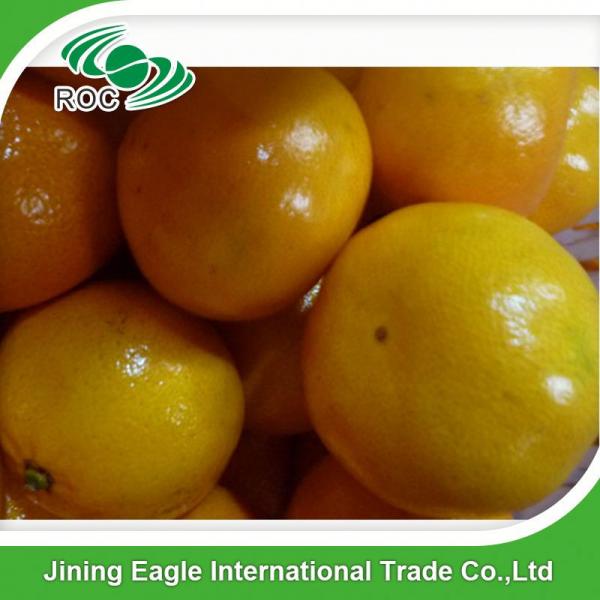 Fresh sweet small nanfeng mandarin orange wholesale #5 image