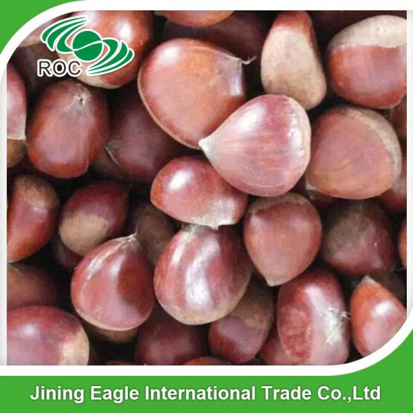 Hot sale high quality bulk sweet fresh chestnuts wholesale #1 image