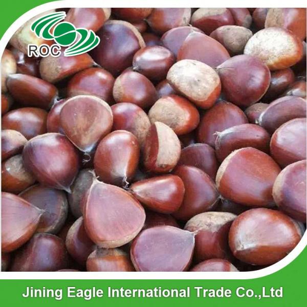 Chinese export price fresh sweet large chestnuts #1 image