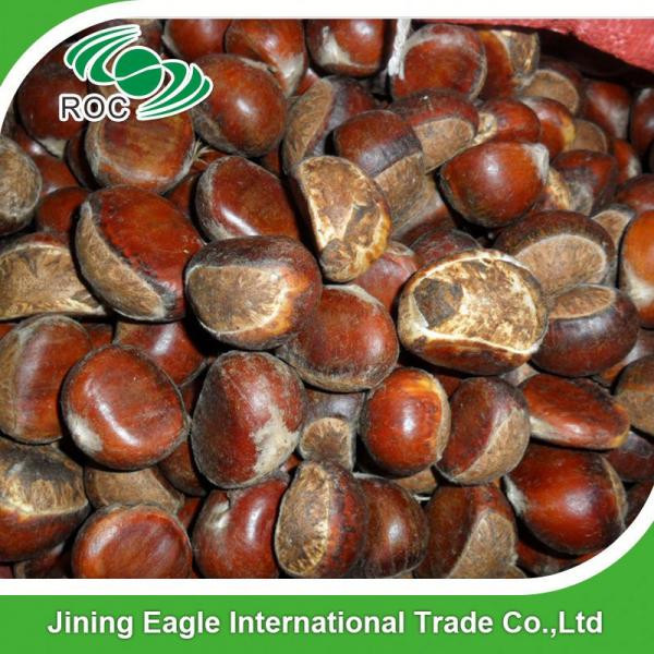 Chinese export price fresh sweet large chestnuts #2 image