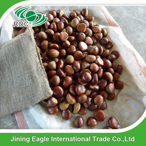 Chinese export price fresh sweet large chestnuts #3 image