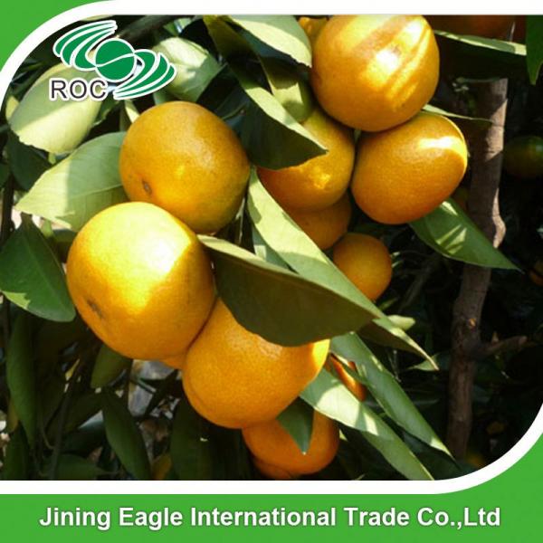 Zhejiang fresh sweet baby mandarin orange in favorable price #3 image
