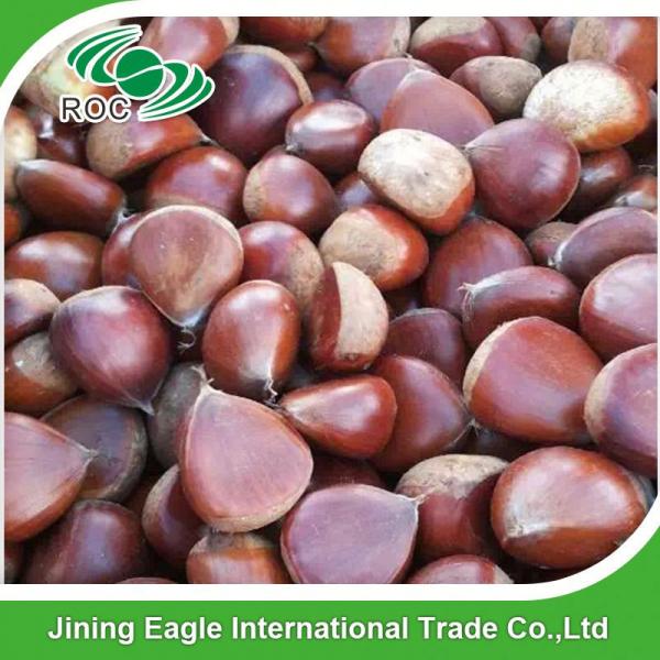 Wholesale common cultivation type nutritive fresh chestnuts #4 image