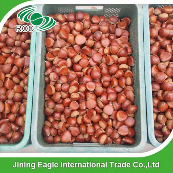 Wholesale common cultivation type nutritive fresh chestnuts #5 image