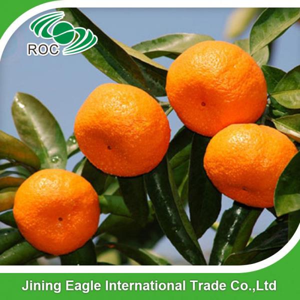 Chinese sweet small fresh honey mandarin orange #1 image
