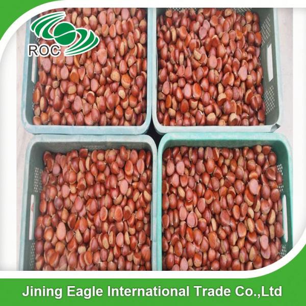 Hot selling top quality fresh chestnuts wholesale #1 image