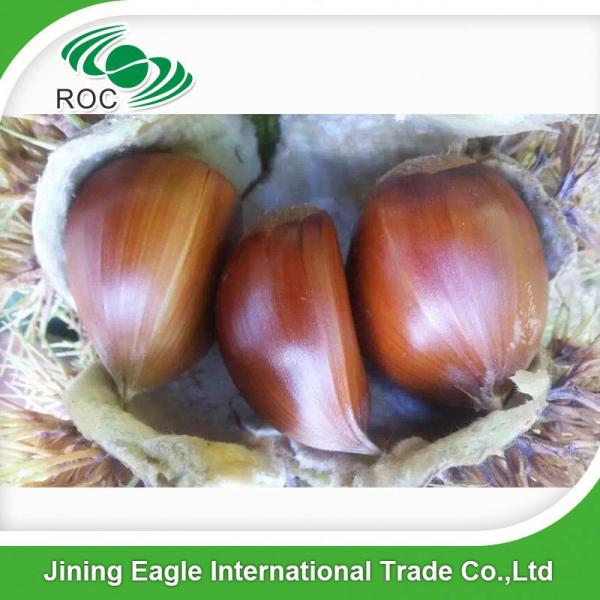 New crop Chinese fresh delicious chestnuts #1 image