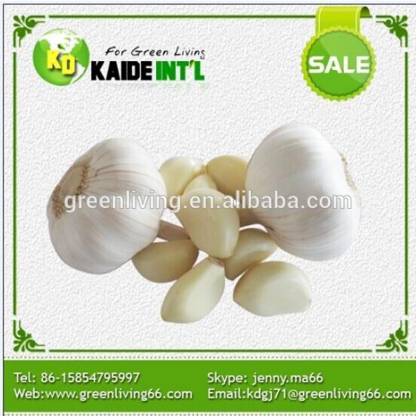 normal white garlic for making garlic oil #1 image