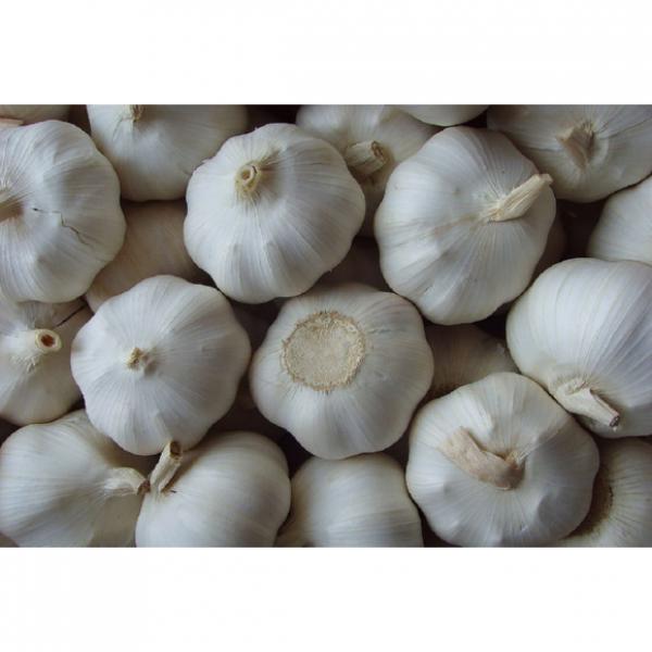 alibaba China normal white garlic price #3 image