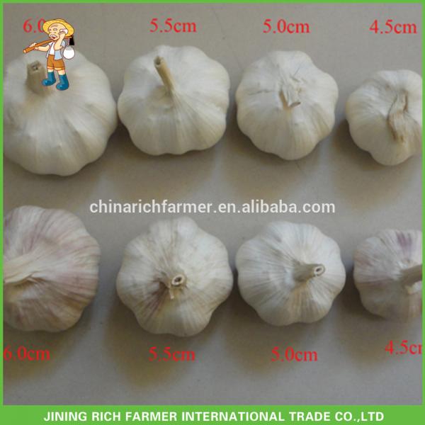 China Rich Farmer Brand Garlic Rate Size: 4.5CM, 5.0CM, 5.5CM #1 image