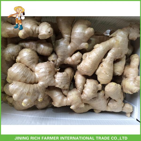 China Fresh Old Ginger Supplier #1 image