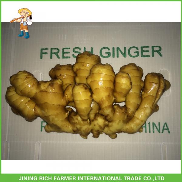 China Fresh Ginger For Wholesale #1 image