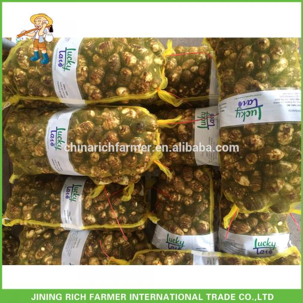 New Arrival China Fresh Taro Low Price High Quality #1 image