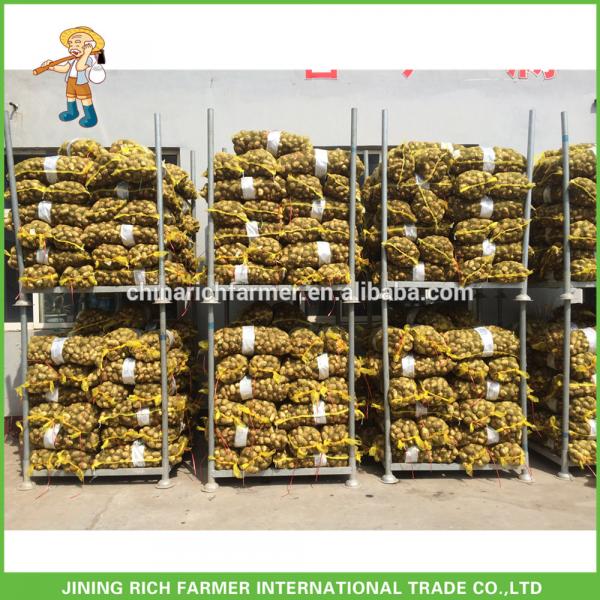 China Exporter New Crop Fresh Taro #1 image