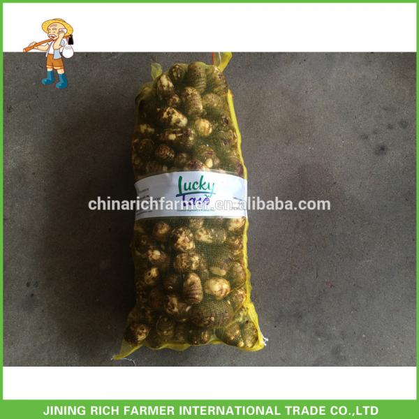 Fresh Taro - Good Quality - Competitive Price With Rich Farmer #1 image