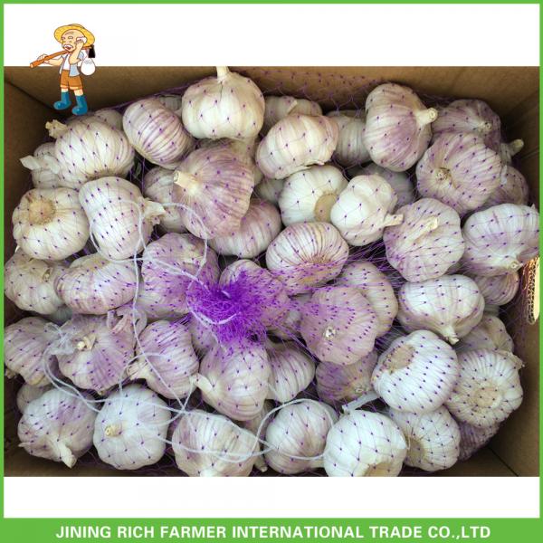 Cheapest Price New Crop Fresh Normal White Garlic 5.0cm In 10 kg Carton For Poland #2 image