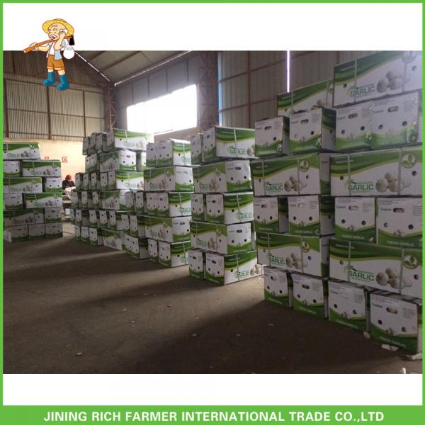 Cheapest Price New Crop Fresh Normal White Garlic 5.0cm In 10 kg Carton For Poland #3 image