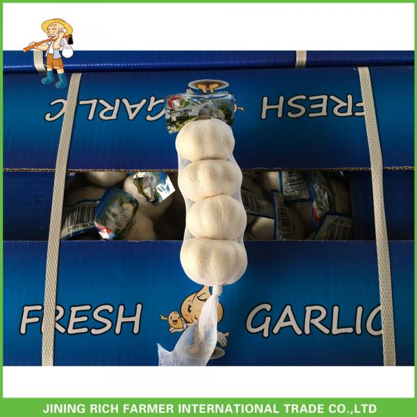 High Quality Fresh Pure White Garlic5.0 -5.5 cm In 1KG Mesh Bag In 10kg Carton For Barbados #1 image