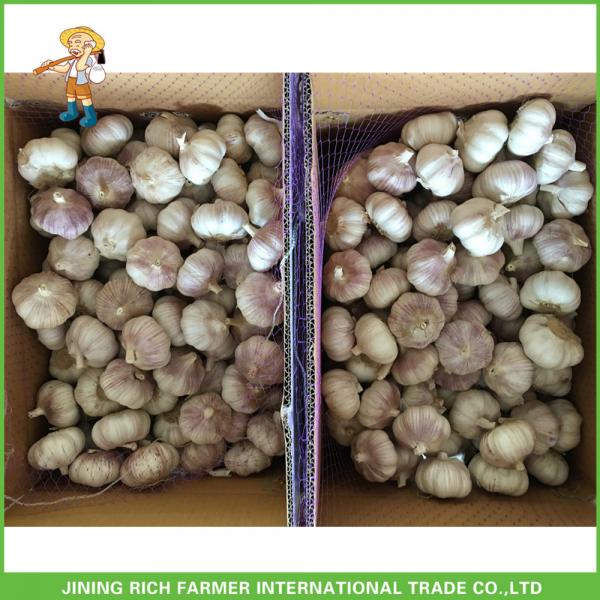 High Quality Fresh Pure White Garlic5.0 -5.5 cm In 1KG Mesh Bag In 10kg Carton For Barbados #2 image