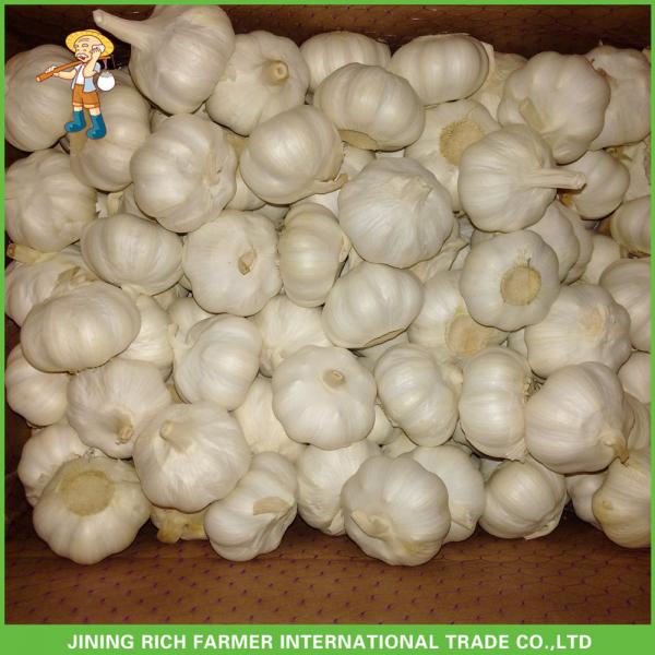 High Quality Fresh Pure White Garlic5.0 -5.5 cm In 1KG Mesh Bag In 10kg Carton For Barbados #3 image