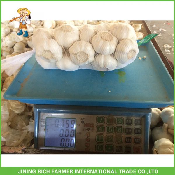 High Quality Fresh Pure White Garlic5.0 -5.5 cm In 1KG Mesh Bag In 10kg Carton For Barbados #4 image