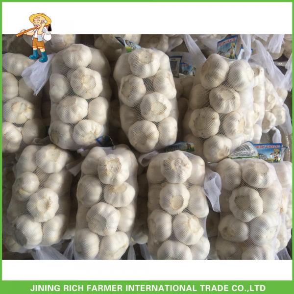 High Quality Fresh Pure White Garlic5.0 -5.5 cm In 1KG Mesh Bag In 10kg Carton For Barbados #5 image